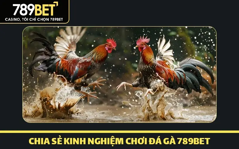 Chia sẻ kinh nghiệm chơi đá gà 789bet